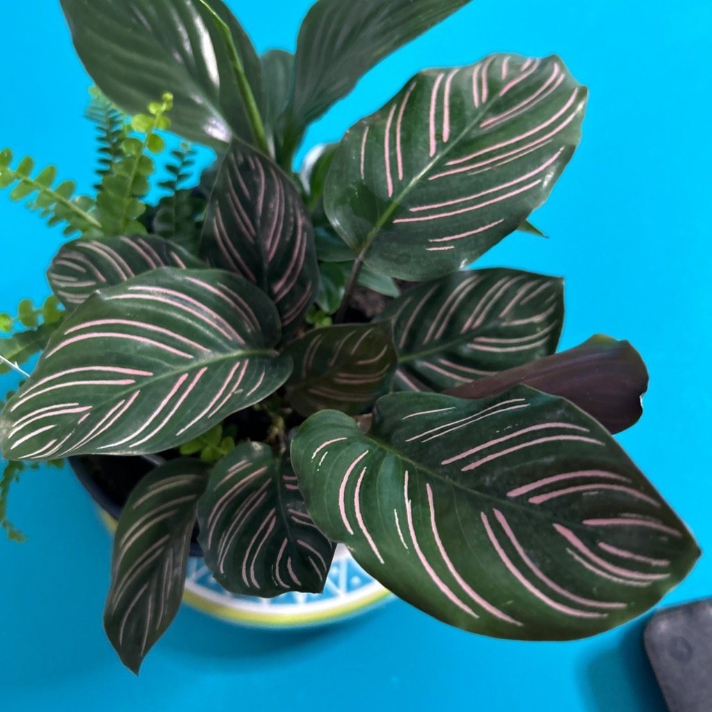 Pinstripe Plant