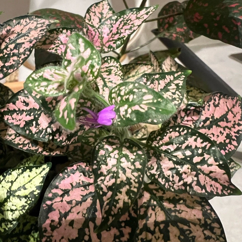 Polka Dot Plant