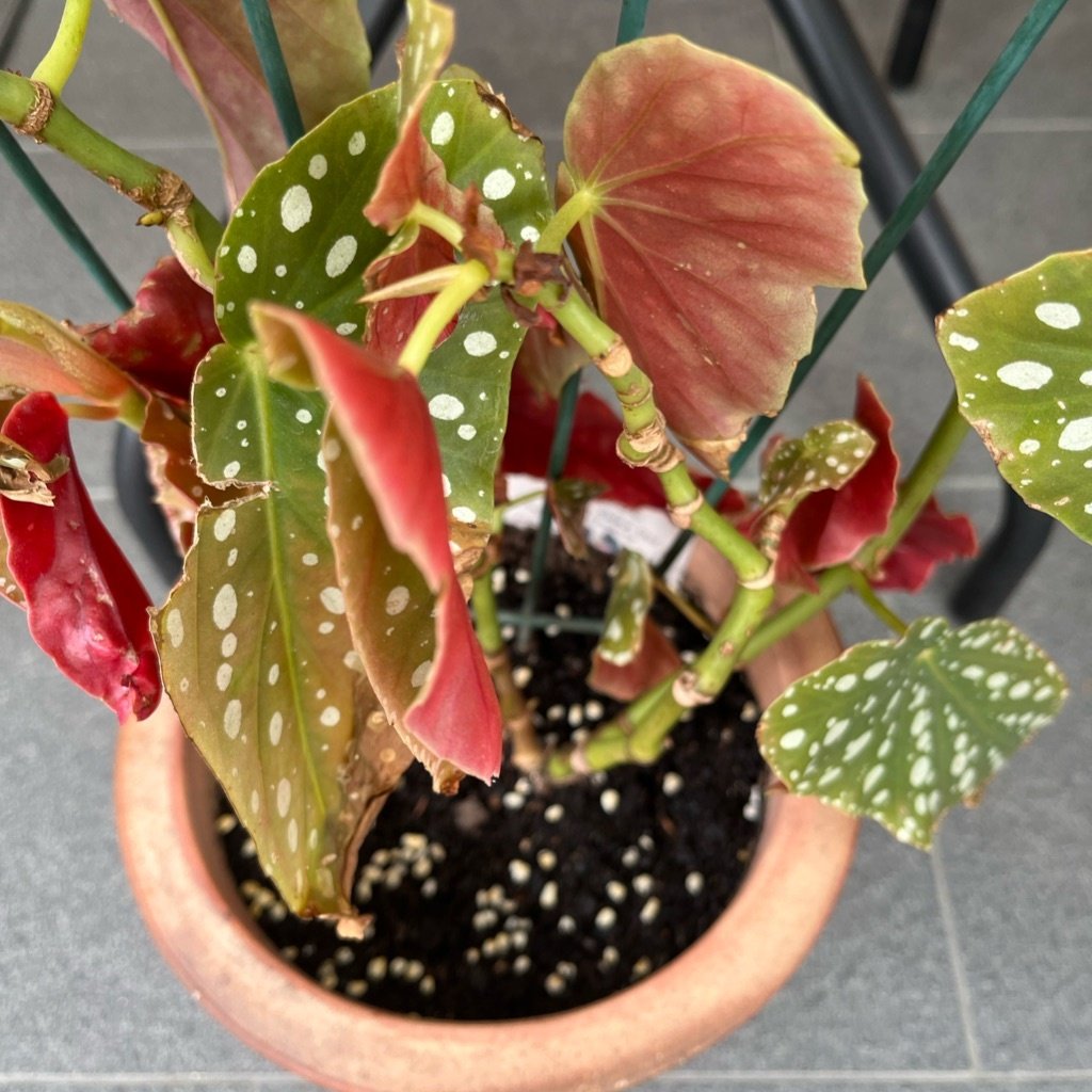 Polka dot begonia