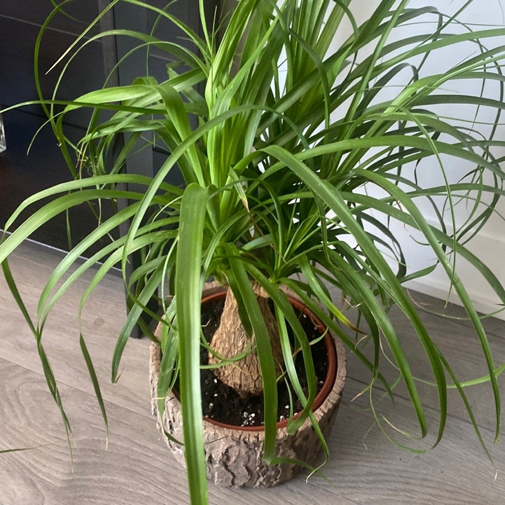 Ponytail Palm