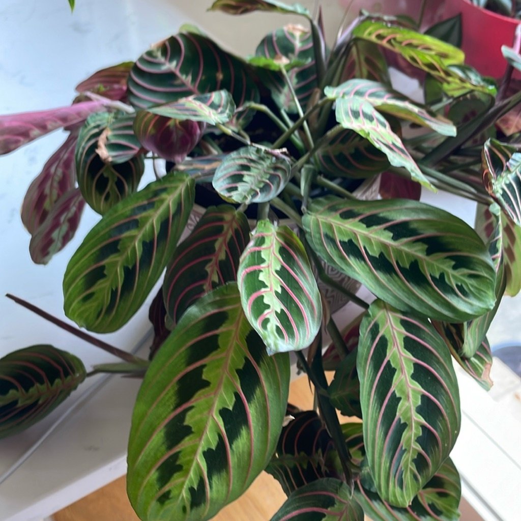 Prayer Plant