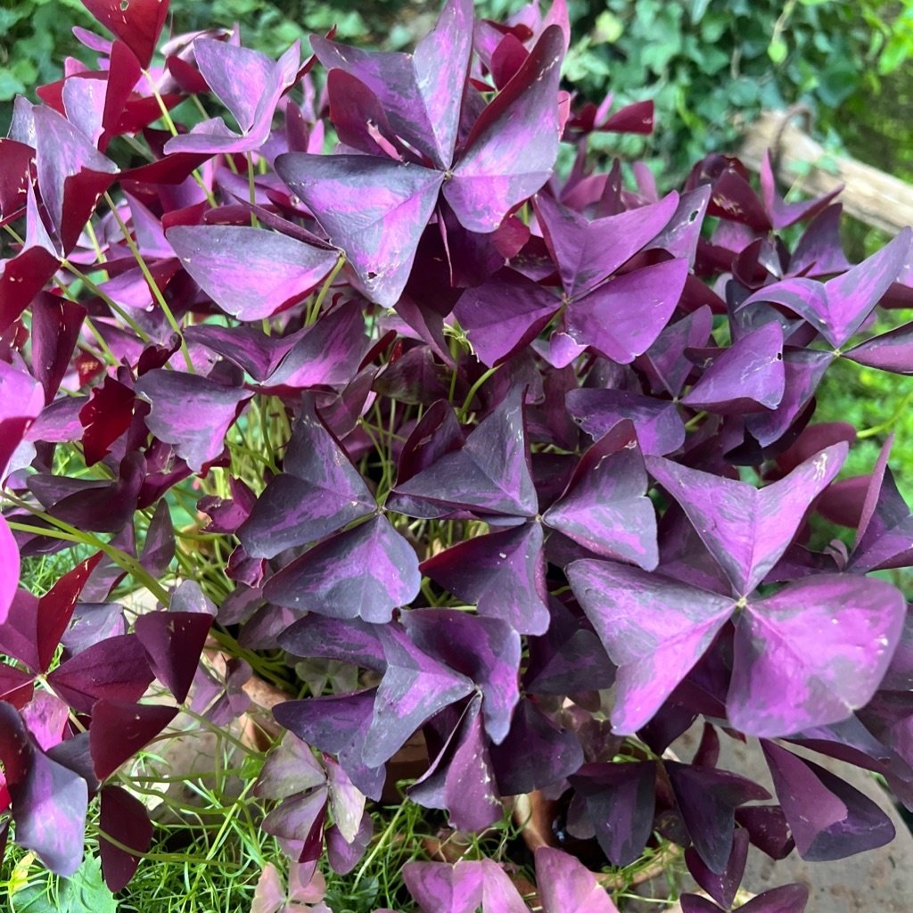 Purple shamrock