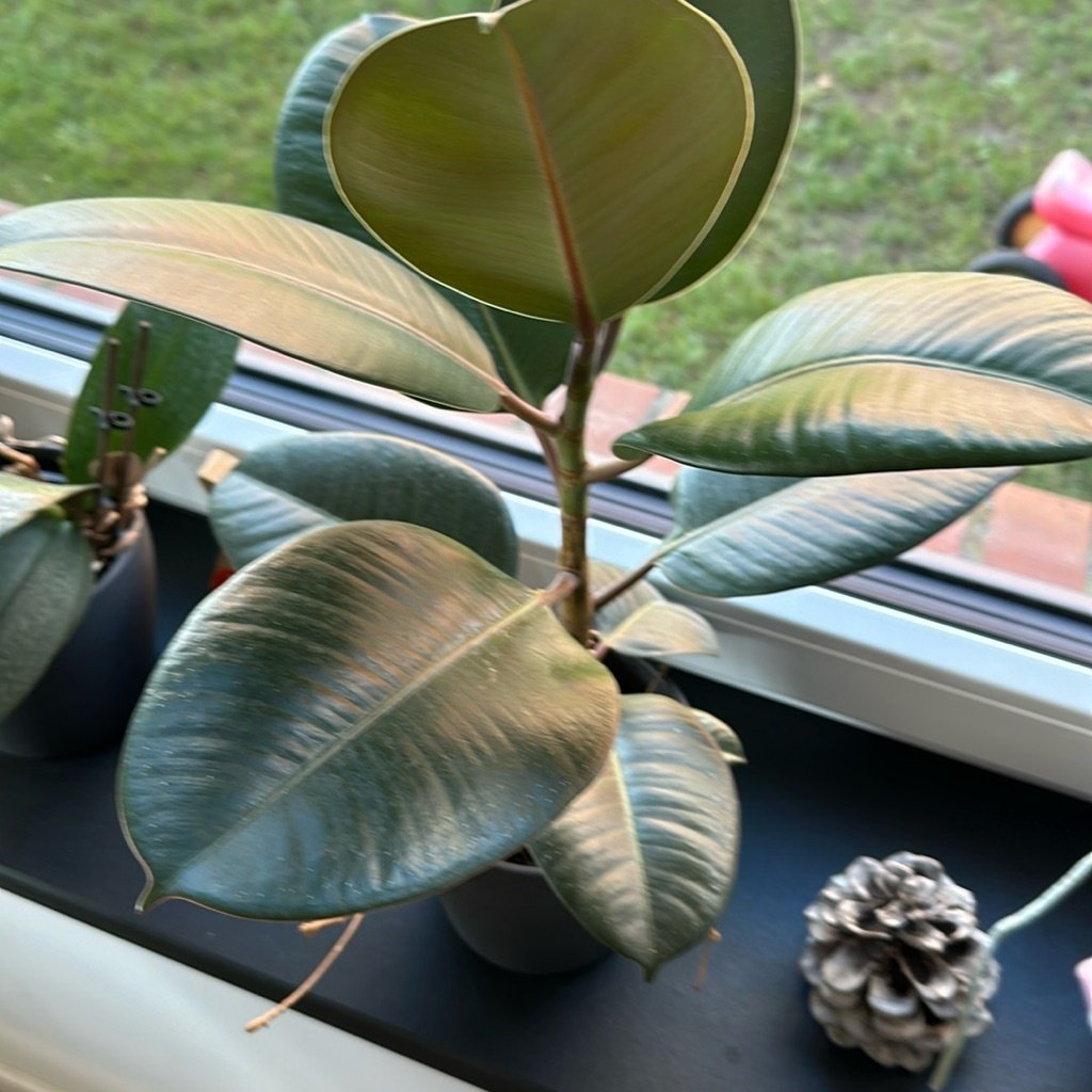 Rubber Plant