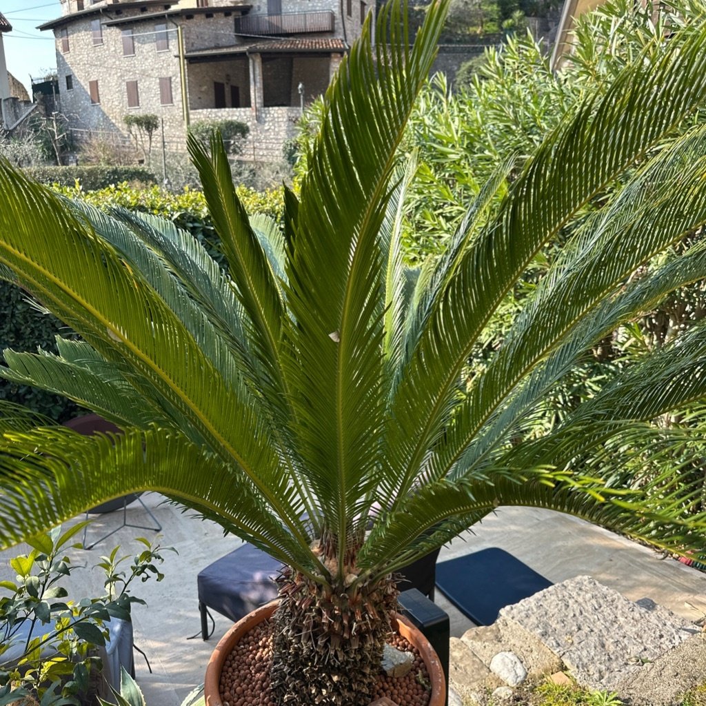 Sago Palm