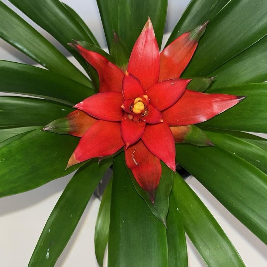 Scarlet Star