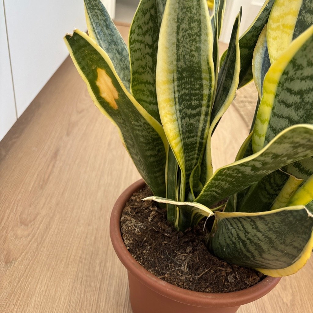 Snake Plant