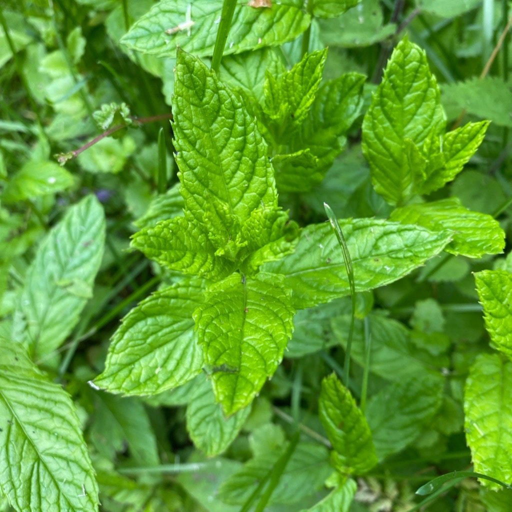 Spearmint