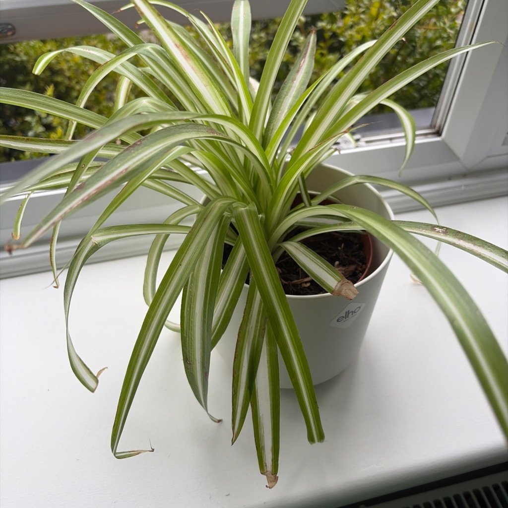 Spider Plant