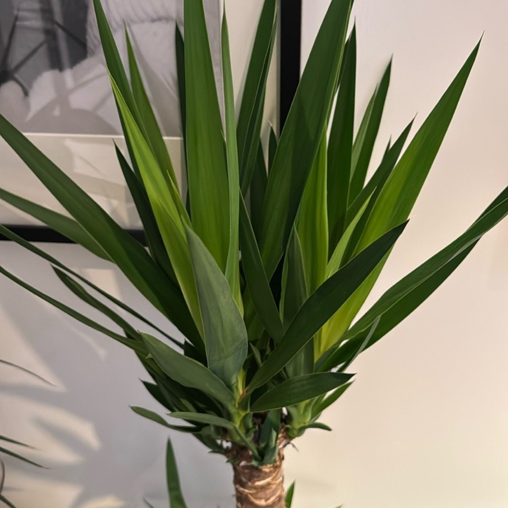 Spineless yucca
