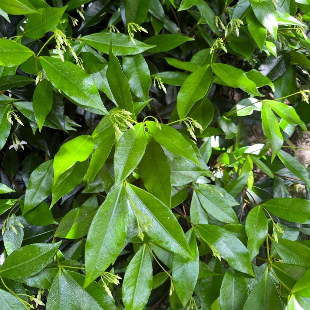 Star Jasmine
