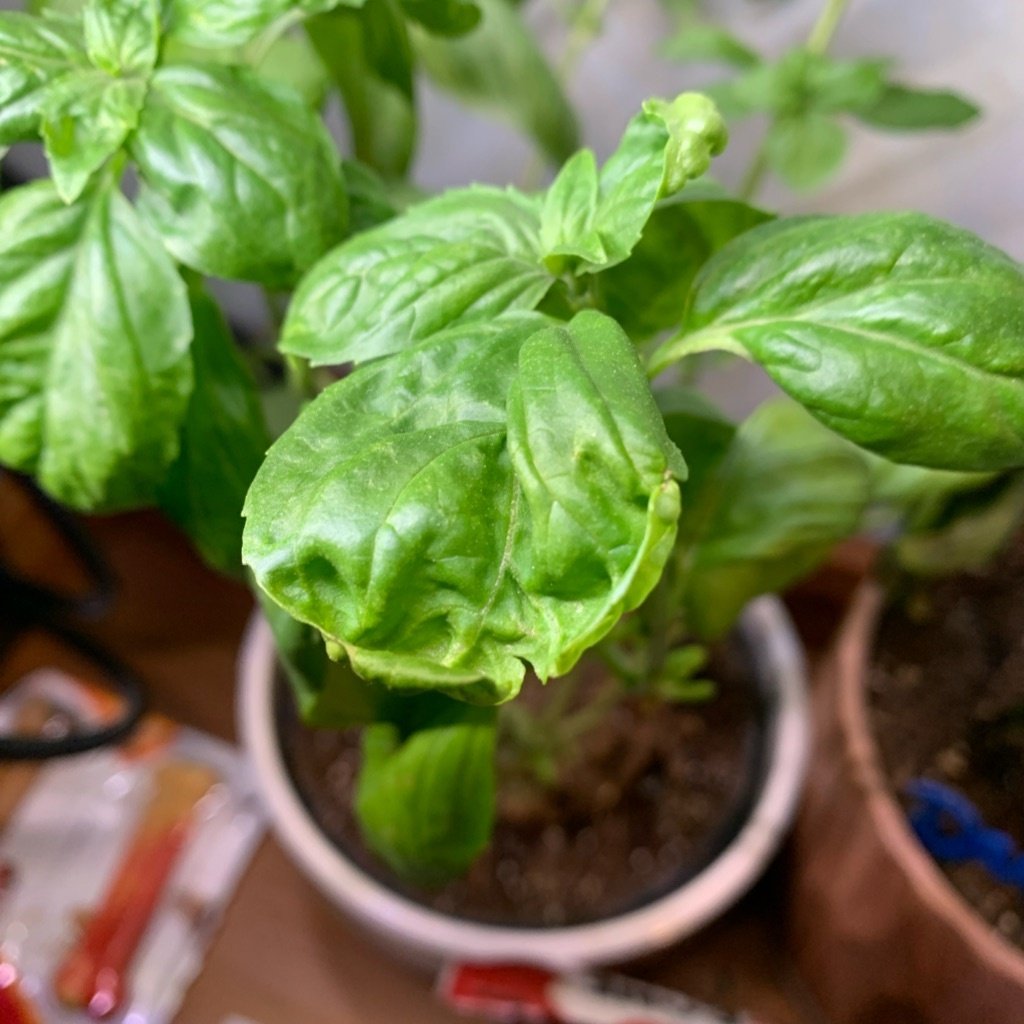 Sweet Basil