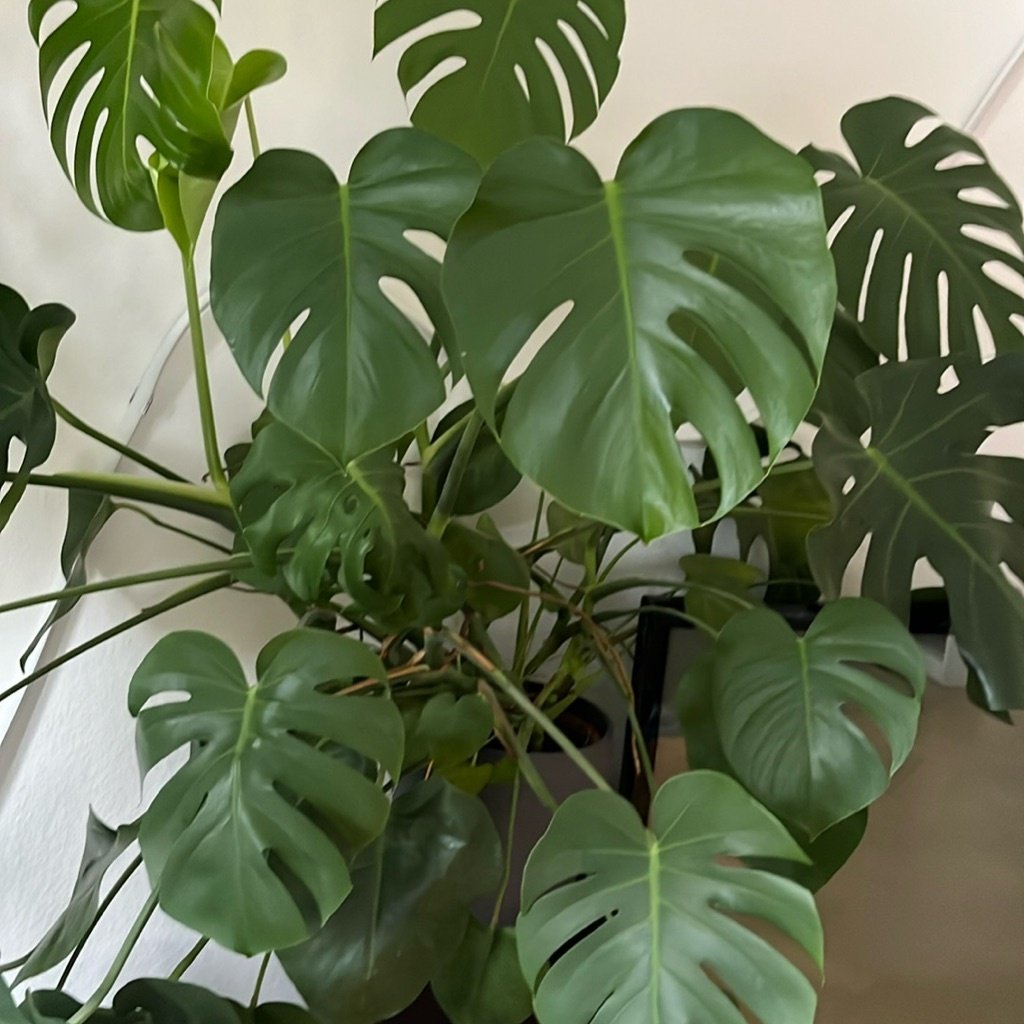 Swiss Cheese Plant