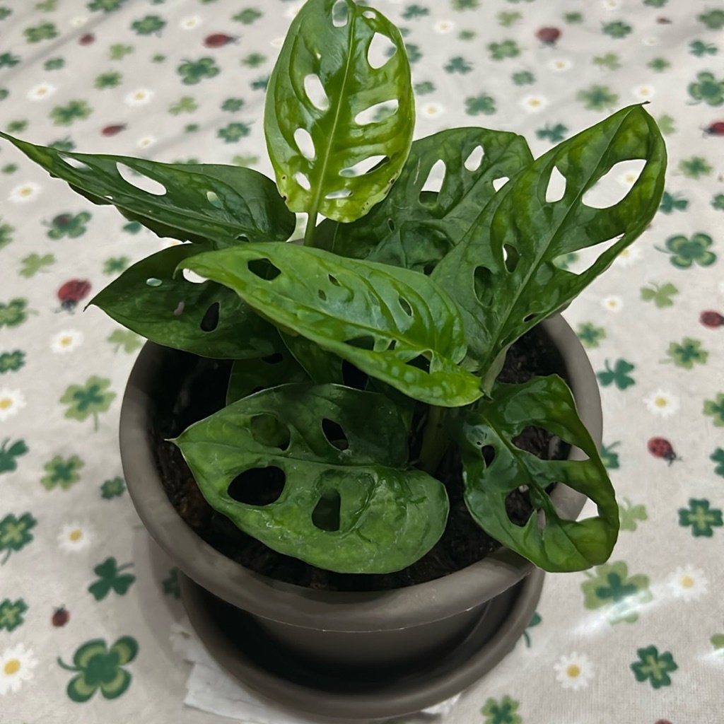 Swiss Cheese Vine