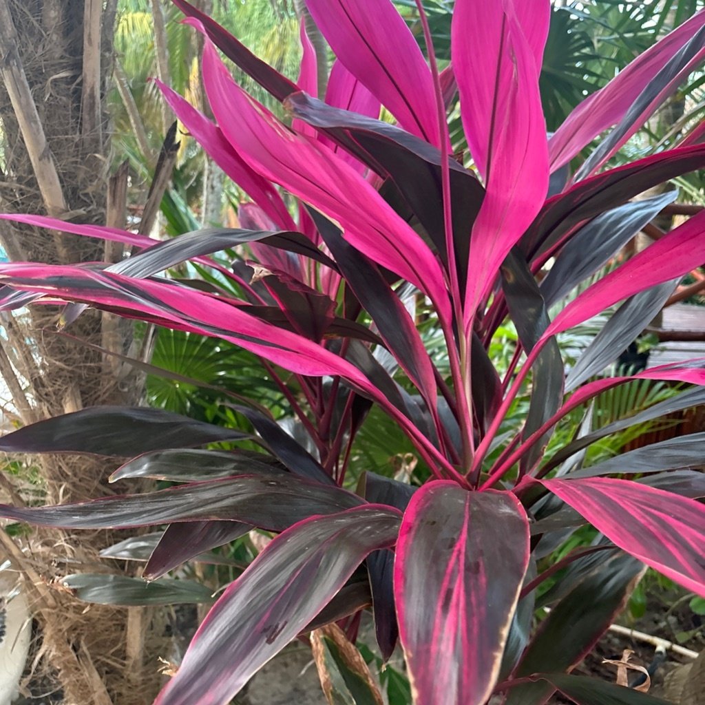 Ti Plant