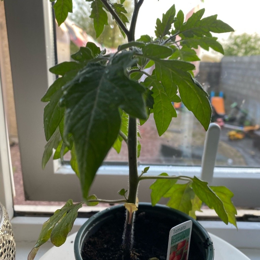 Tomato