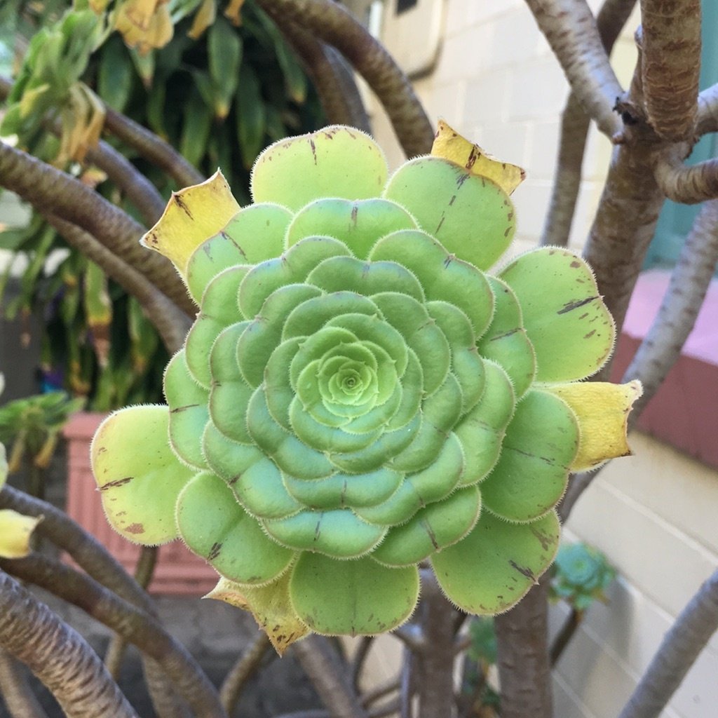 Tree Aeonium