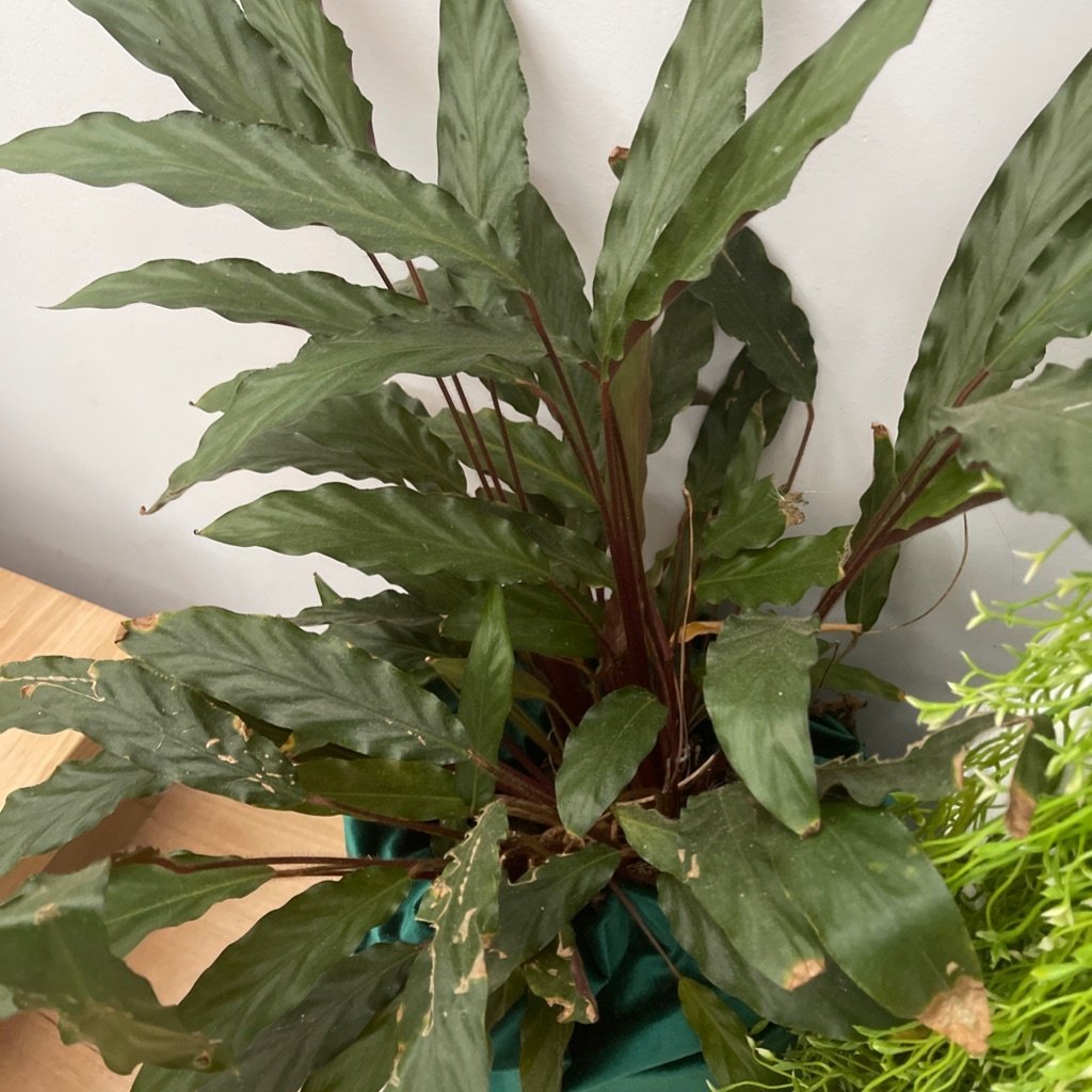 Velvet Calathea
