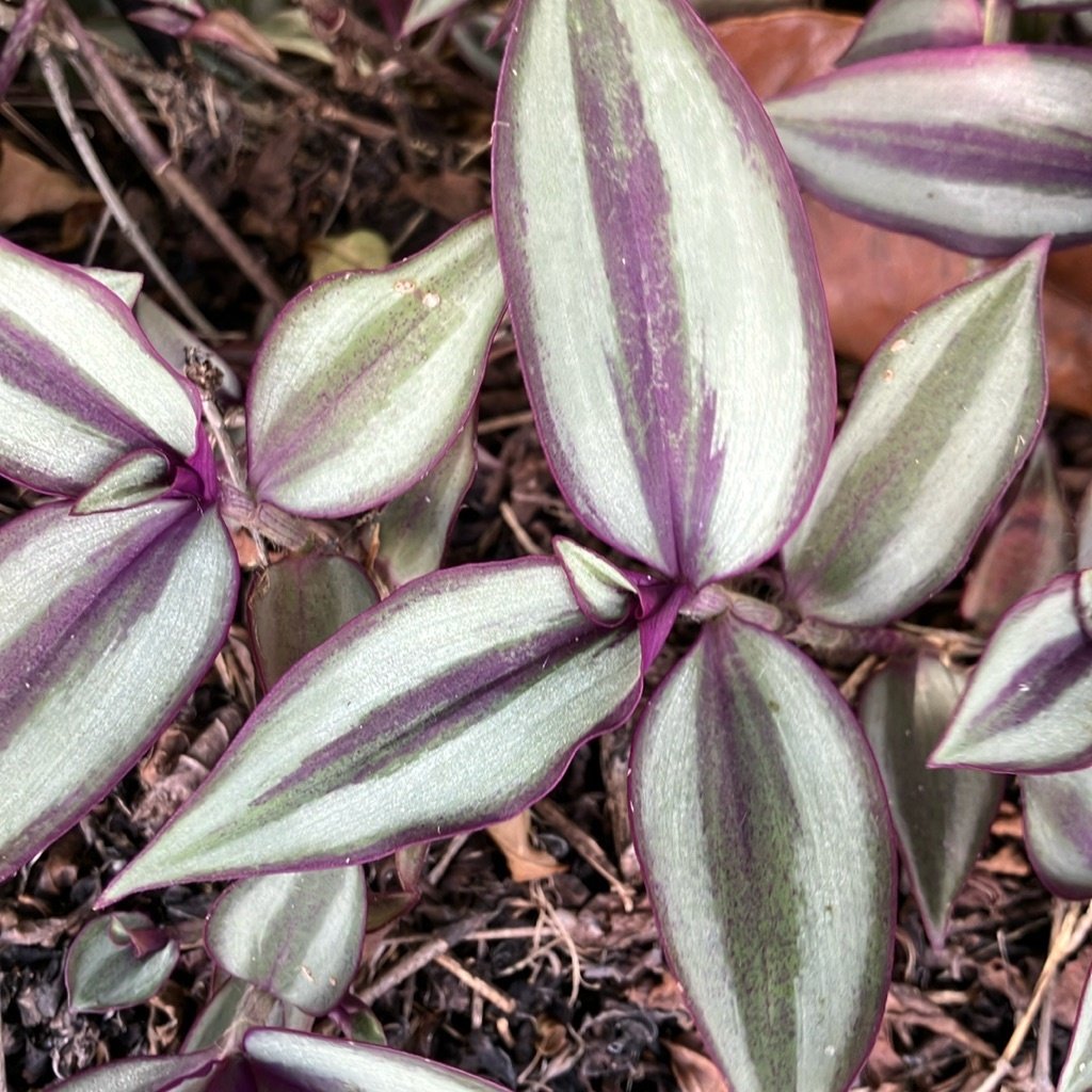Wandering Jew