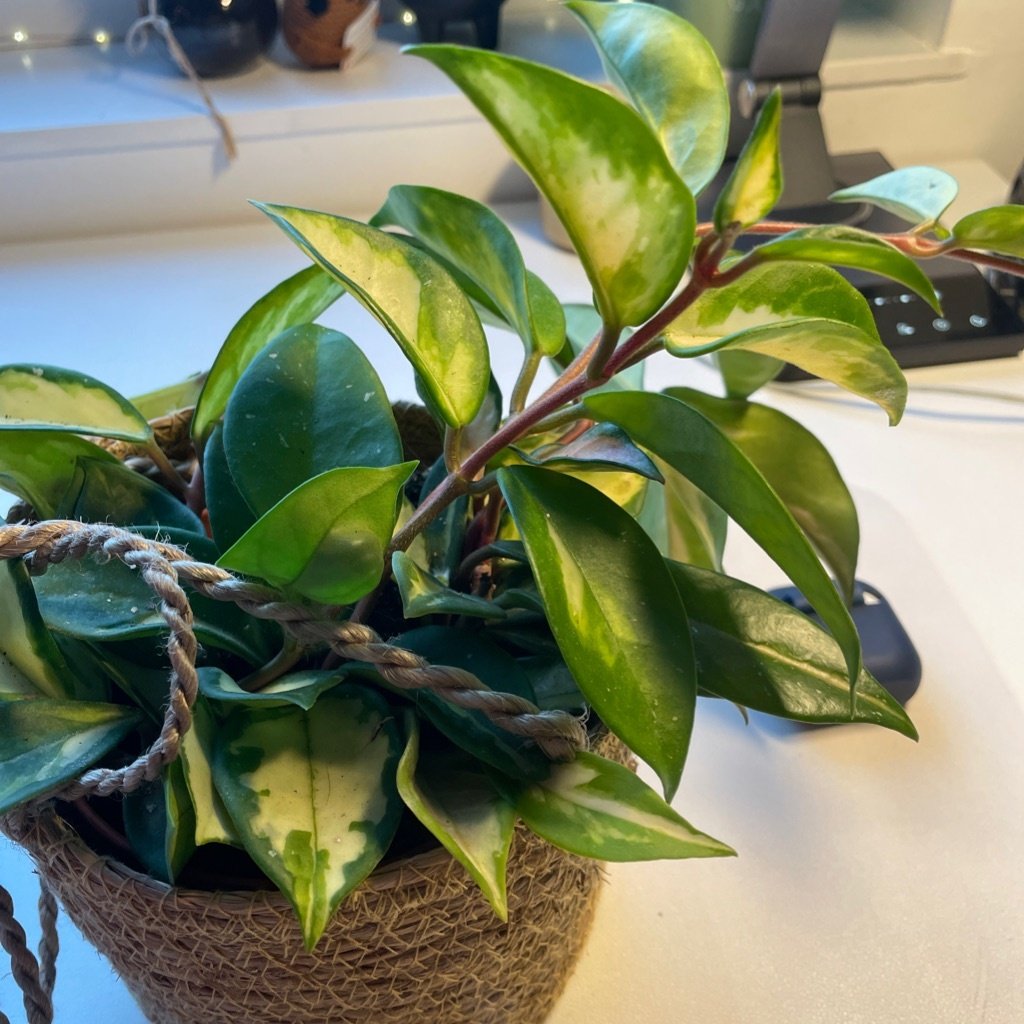 Wax Plant