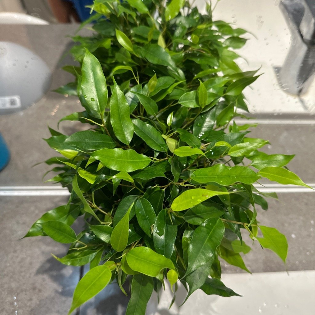 Weeping Fig
