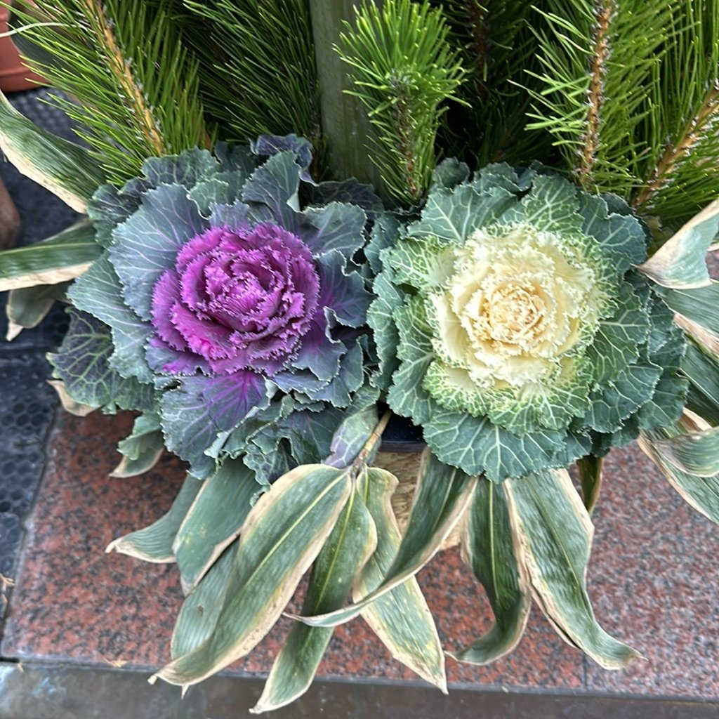 Wild Cabbage