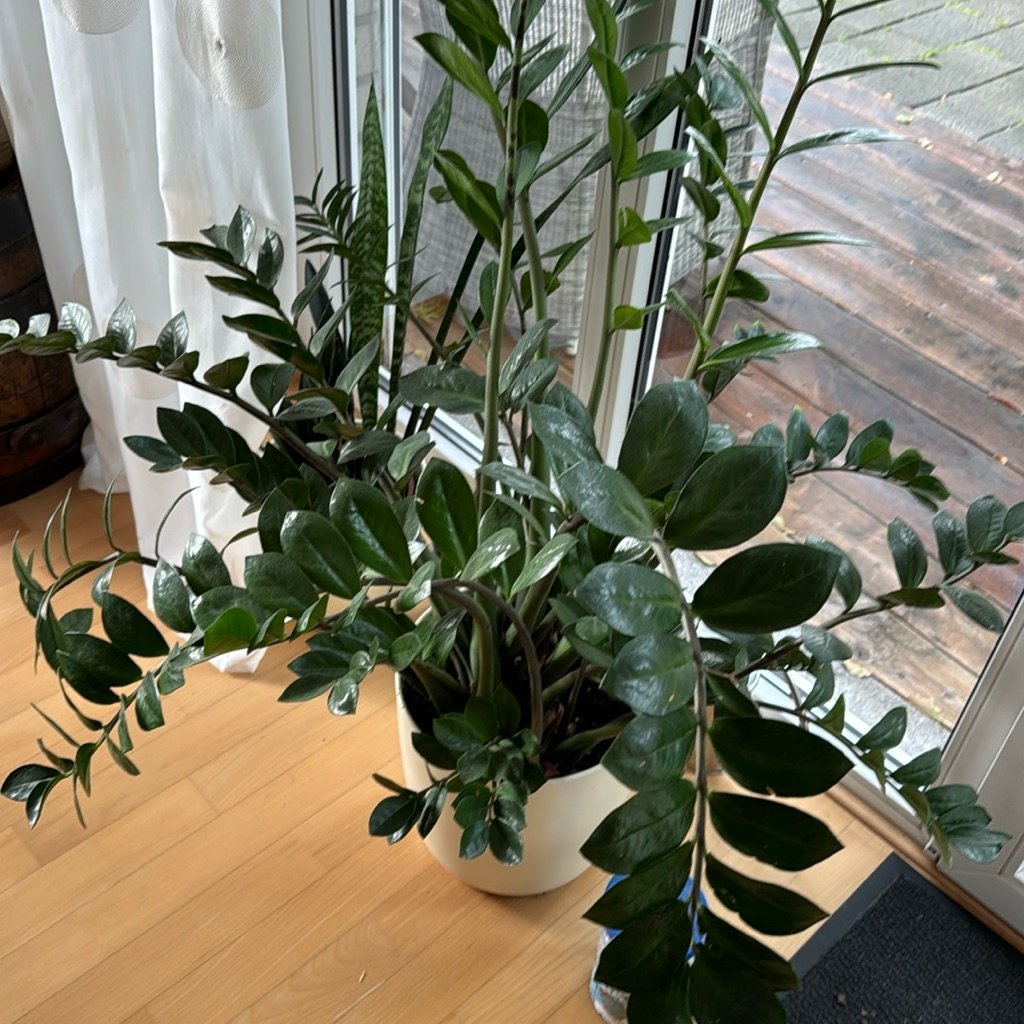 ZZ Plant