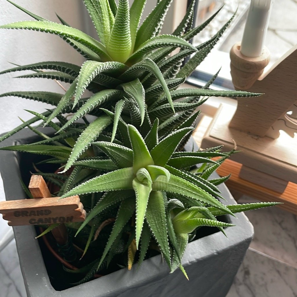 Zebra Haworthia