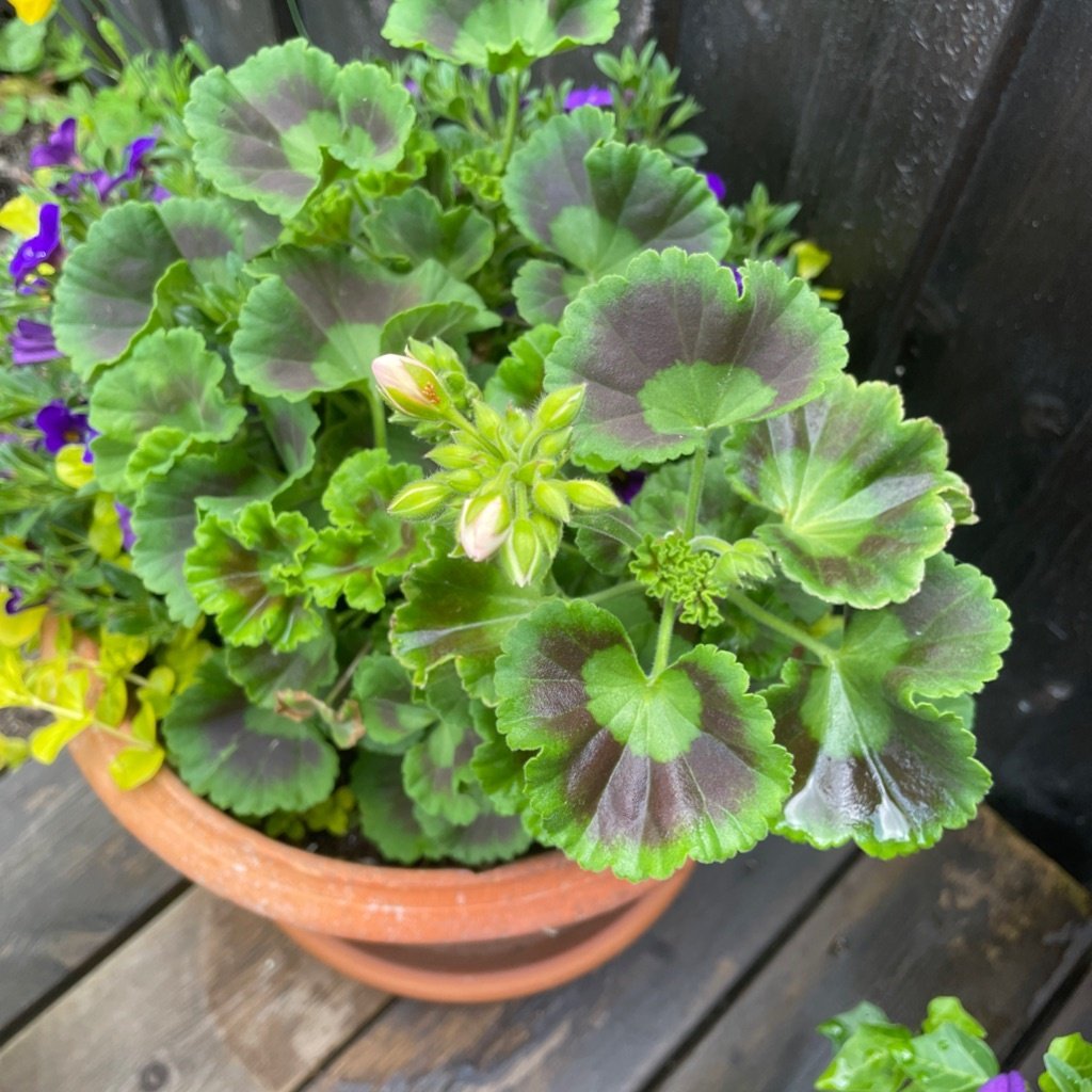 Zonal geranium