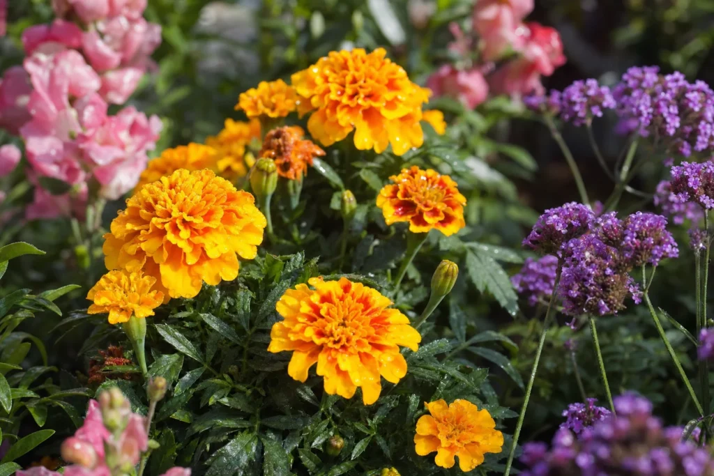 Marigolds, verbena, and snapdragons blooming together in a sunny garden bed