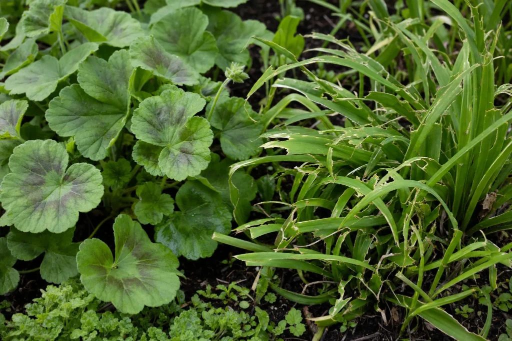 Undamaged geranium leaves next to daylily leaves showing browsing damage in a garden bed