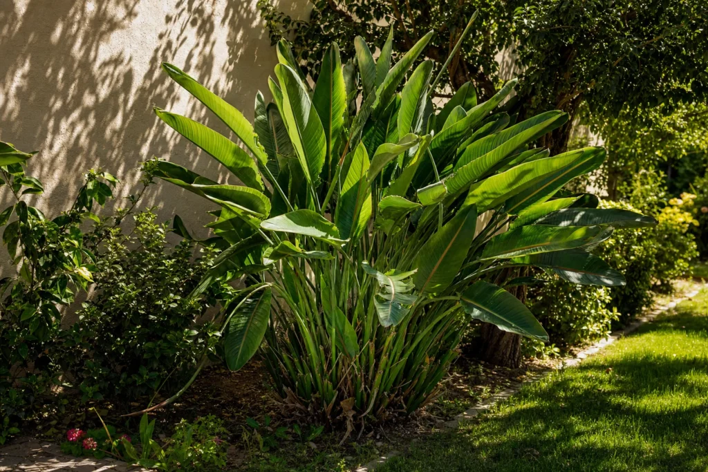 Bird of paradise plant growing outdoors with part in full sun and part in dappled shade