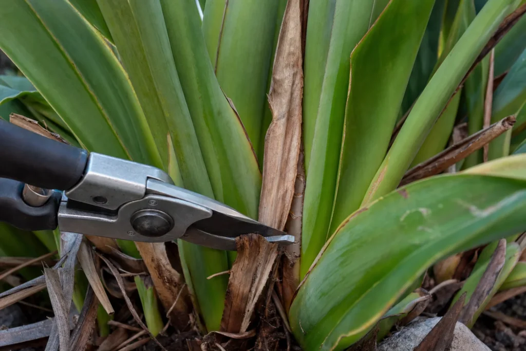 Pruning shears trimming a dried brown leaf stalk from the base of a bird of paradise plant