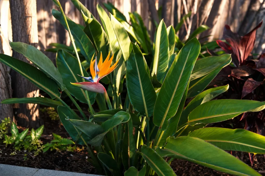 A thriving bird of paradise plant with glossy leaves and a flower spike growing in a garden bed