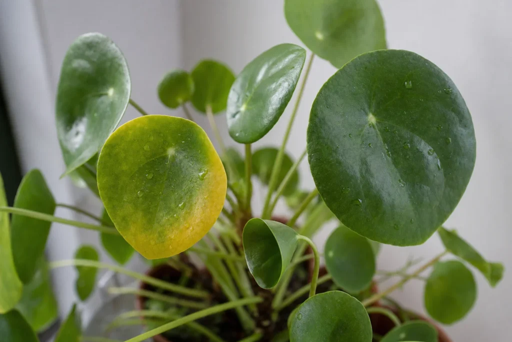 Close-up of Chinese money plant leaves showing healthy, yellowing, and curling examples side by side.