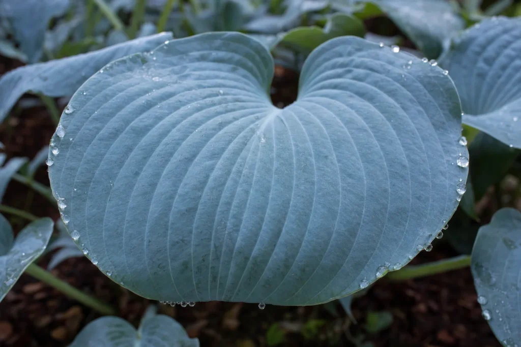 Close-up of a hosta leaf showing its natural waxy, blue-grey surface coating.